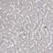 Family With Sequence Similarity 83 Member B antibody, HPA031464, Atlas Antibodies, Immunohistochemistry frozen image 