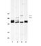 Fibroblast growth factor receptor substrate 2 antibody, NBP2-29886, Novus Biologicals, Western Blot image 
