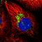 Alpha And Gamma Adaptin Binding Protein antibody, NBP1-87906, Novus Biologicals, Immunofluorescence image 