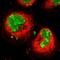 KI-67 antibody, HPA000451, Atlas Antibodies, Immunofluorescence image 