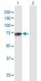 Polypeptide N-Acetylgalactosaminyltransferase 13 antibody, H00114805-B01P, Novus Biologicals, Western Blot image 