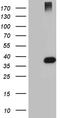 Hemojuvelin BMP Co-Receptor antibody, TA809327, Origene, Western Blot image 