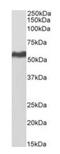 Karyopherin Subunit Alpha 2 antibody, orb334066, Biorbyt, Western Blot image 