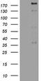Pw1 antibody, LS-C175721, Lifespan Biosciences, Western Blot image 