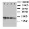 FGF1 antibody, orb48038, Biorbyt, Western Blot image 