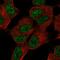 SPT7 Like, STAGA Complex Gamma Subunit antibody, HPA063643, Atlas Antibodies, Immunofluorescence image 