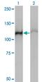 Heat shock 70 kDa protein 4 antibody, MA5-19153, Invitrogen Antibodies, Western Blot image 