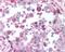 Nibrin antibody, 48-718, ProSci, Immunohistochemistry paraffin image 