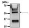 ATP Synthase F1 Subunit Beta antibody, GTX25432, GeneTex, Immunoprecipitation image 