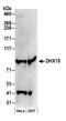 DEAH-Box Helicase 15 antibody, NB100-586, Novus Biologicals, Western Blot image 
