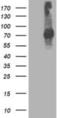 Signal Transducer And Activator Of Transcription 4 antibody, NBP2-00851, Novus Biologicals, Western Blot image 