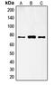 Follicle Stimulating Hormone Receptor antibody, LS-C352221, Lifespan Biosciences, Western Blot image 