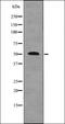 SMAD Family Member 1 antibody, orb336114, Biorbyt, Western Blot image 