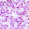 Histone H2B antibody, LS-C356085, Lifespan Biosciences, Immunohistochemistry frozen image 