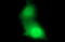 ChaC Glutathione Specific Gamma-Glutamylcyclotransferase 1 antibody, LS-C338335, Lifespan Biosciences, Immunofluorescence image 