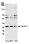 Cyclin-C antibody, A301-989A, Bethyl Labs, Western Blot image 