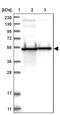 Dihydrolipoamide Branched Chain Transacylase E2 antibody, PA5-55319, Invitrogen Antibodies, Western Blot image 