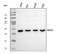 BCL2 Associated Athanogene 2 antibody, PB9524, Boster Biological Technology, Western Blot image 
