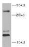 Small Ubiquitin Like Modifier 1 antibody, FNab08389, FineTest, Western Blot image 