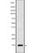 Fatty Acid Binding Protein 3 antibody, abx215282, Abbexa, Western Blot image 