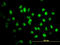 Cohesin subunit SA-2 antibody, LS-B5446, Lifespan Biosciences, Immunofluorescence image 