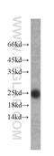 CD9 Molecule antibody, 60232-1-Ig, Proteintech Group, Western Blot image 