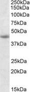 GSP antibody, MBS422378, MyBioSource, Western Blot image 