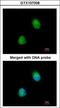 Zinc Finger CCCH-Type Containing 8 antibody, GTX107008, GeneTex, Immunocytochemistry image 