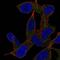 GRB2 Associated Binding Protein 2 antibody, PA5-64878, Invitrogen Antibodies, Immunofluorescence image 