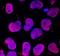Developmental pluripotency-associated protein 4 antibody, AF3674, R&D Systems, Immunocytochemistry image 