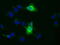 Aminoacylproline aminopeptidase antibody, M09499, Boster Biological Technology, Immunofluorescence image 