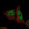 Glutaredoxin 2 antibody, HPA023087, Atlas Antibodies, Immunocytochemistry image 
