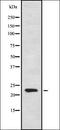 Cytochrome B561 Family Member D1 antibody, orb378267, Biorbyt, Western Blot image 