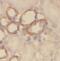 Sodium/glucose cotransporter 2 antibody, FNab07809, FineTest, Immunohistochemistry paraffin image 