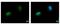 Nuclear Prelamin A Recognition Factor antibody, PA5-30544, Invitrogen Antibodies, Immunofluorescence image 