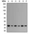 NK2 Homeobox 5 antibody, abx142100, Abbexa, Western Blot image 
