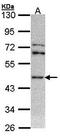 Argininosuccinate synthase antibody, orb69947, Biorbyt, Western Blot image 
