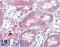 CASK Interacting Protein 1 antibody, LS-B8854, Lifespan Biosciences, Immunohistochemistry frozen image 