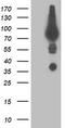 Dipeptidyl Peptidase 3 antibody, TA503243, Origene, Western Blot image 