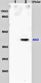 POU Class 5 Homeobox 1 antibody, orb11185, Biorbyt, Western Blot image 