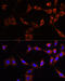 Protein Tyrosine Phosphatase Non-Receptor Type 13 antibody, 14-741, ProSci, Immunofluorescence image 