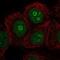 METTL22 antibody, NBP2-56462, Novus Biologicals, Immunocytochemistry image 