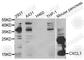 C-X-C Motif Chemokine Ligand 1 antibody, A5802, ABclonal Technology, Western Blot image 
