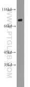 X-Ray Repair Cross Complementing 5 antibody, 16389-1-AP, Proteintech Group, Western Blot image 