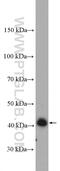 Arsenite methyltransferase antibody, 27270-1-AP, Proteintech Group, Western Blot image 