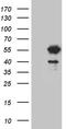 LSM11, U7 Small Nuclear RNA Associated antibody, TA809990, Origene, Western Blot image 
