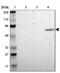 P67phox antibody, NBP1-82542, Novus Biologicals, Western Blot image 