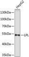 Lipoprotein lipase antibody, 23-817, ProSci, Western Blot image 