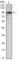 Snail Family Transcriptional Repressor 2 antibody, abx012040, Abbexa, Western Blot image 