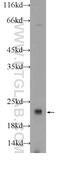 COP9 Signalosome Subunit 8 antibody, 10089-2-AP, Proteintech Group, Western Blot image 